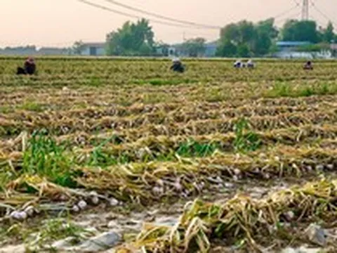Trung Quốc lo mất mùa một loại nông sản Việt Nam đang trồng rất nhiều: 40% sản lượng bị ảnh hưởng do mưa, giá tăng mạnh