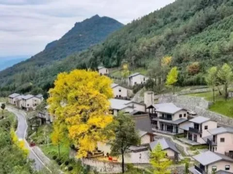Độc đáo điểm đăng ký kết hôn dưới gốc cây 'vợ chồng' 1.500 năm tuổi