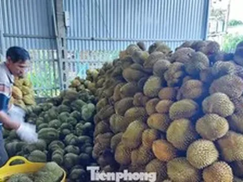 Vụ Thứ trưởng NN&MT bị bắt: Tức nghẹn 'giấy phép con' xuất khẩu sầu riêng