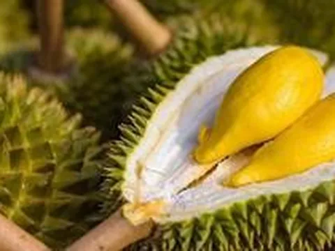Sau Trung Quốc, Việt Nam chính thức khai phá 'mỏ vàng' sầu riêng 1,4 tỷ dân: Thái Lan, Malaysia cũng đang chạy đua