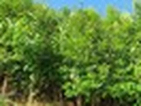 Không phải sầu riêng, Việt Nam sở hữu một loại báu vật nông sản giá hơn 2.500 USD/tấn: Xuất khẩu dẫn đầu thế giới, nước ta cùng Trung Quốc cạnh tranh ngôi vương