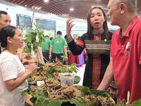 Sâm Ngọc Linh xuống phố, tìm đường đi xa
