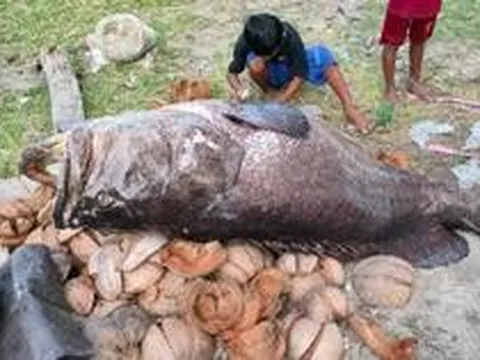 3 cậu bé bắt được con cá mú khổng lồ nặng 150kg trên biển