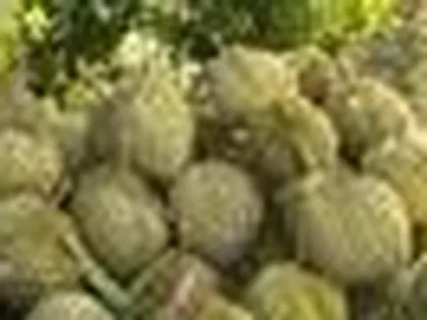 Dự báo xuất khẩu sầu riêng vượt 4 tỷ USD