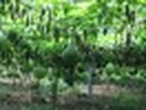 Trồng loại quả ‘đến từ thiên đường’ của Việt Nam, anh nông dân Ấn Độ bất ngờ trúng lớn, chỉ bán hạt giống cũng kiếm bộn tiền