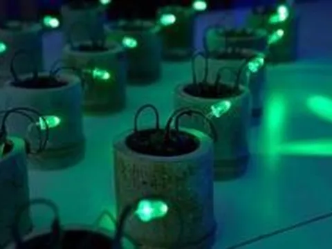 Kỹ sư Nhật Bản phát điện từ đất và phân hữu cơ