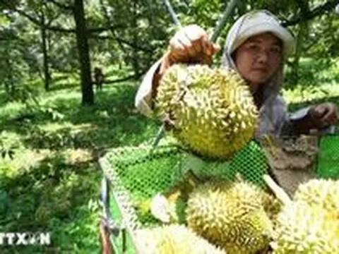 Sầu riêng "nương danh" Vinfast, hàng Việt chờ kỳ tích tại thị trường tỷ dân