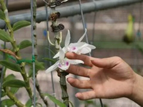 Những đại gia kinh doanh lan đột biến một thời ‘hô mưa gọi gió’ giờ ra sao?