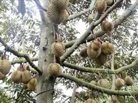 Địa phương chịu trách nhiệm nếu để ách tắc xuất khẩu sầu riêng