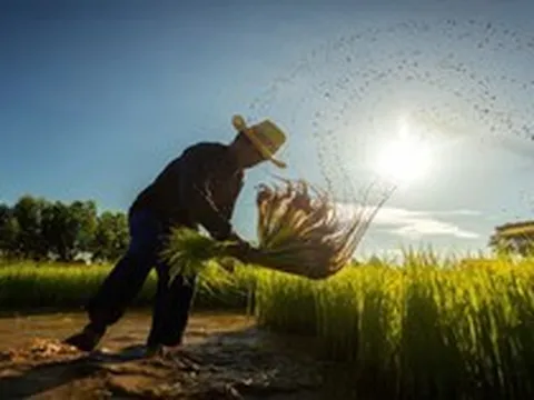 'Cơn ác mộng' mới của ngành gạo Thái Lan: 5,4 triệu tấn lúa có nguy cơ biến mất, thiệt hại gần 2 tỷ USD