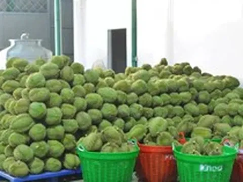 Tin vui với sầu riêng