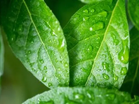 Việt Nam độc quyền phân lập hoạt chất sinh học quý từ cây lá đắng: Tiềm năng chữa bệnh đái tháo đường