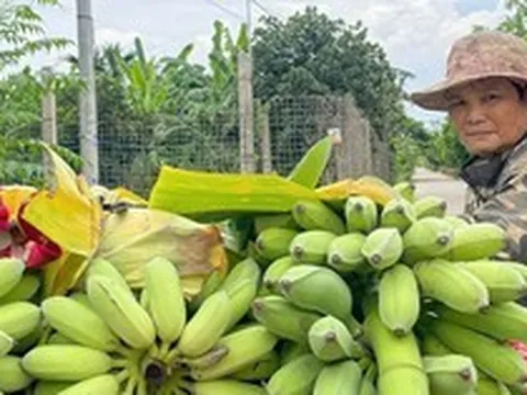Phú Xuyên: Chuối rớt giá, người trồng vất vả tìm đầu ra