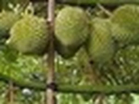 Trung Quốc phê duyệt thêm mã số cho nông sản Việt Nam xuất khẩu