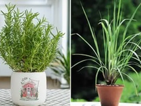 5 loại cây trồng trong nhà giúp đuổi muỗi hiệu quả