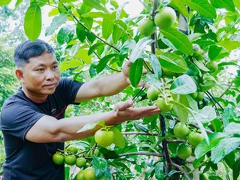 Người đàn ông Cần Thơ trồng hồng ruột nâu lạ mắt, thu 700 triệu đồng/năm