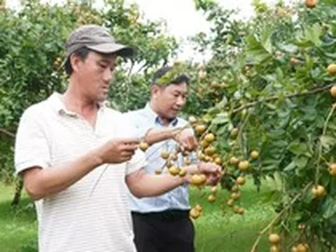 Loại nhãn có vị mặn được thương lái lùng mua tận gốc