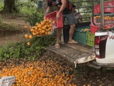 Không phải sầu riêng, Thái Lan bất ngờ gặp khó với loại quả Việt Nam trồng rất nhiều: Giá chỉ 4.000 đồng/kg, người dân để mặc thối rữa tại ruộng