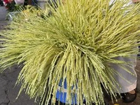 Hoa cau non thành 'hàng hiệu' cúng rằm tháng 7, giá vài trăm nghìn đồng/buồng