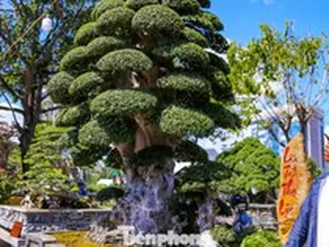 Cây duối cổ trăm tuổi khoe dáng ở phố biển Gia Lai