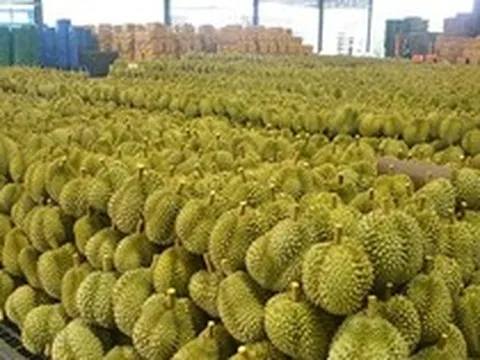 Sở hữu giống sầu riêng ngon nhất thế giới, một đối thủ tại Đông Nam Á liên tiếp đón tin dữ: Thừa nhận đang bị Thái Lan, Việt Nam vượt mặt