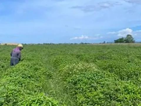 Loài cây càng cắt càng mọc, thu 5-6 lứa/năm