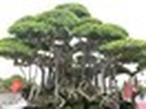 Choáng ngợp trước những cây bonsai bạc tỷ khoe dáng ở quảng trường Quảng Ngãi