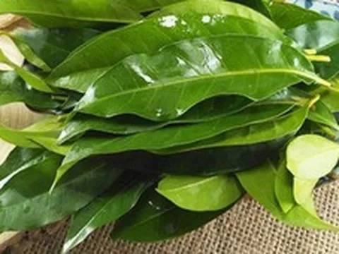 Nhà khoa học Việt nhận bằng sáng chế độc quyền từ lá vối: Thứ được tạo ra khiến nhiều người bất ngờ