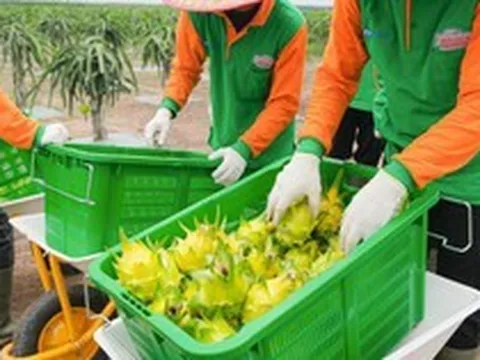 Không phải Thái Lan, một quốc gia Đông Nam Á quyết tâm cạnh tranh thanh long với Việt Nam: Tạo ra giống vỏ vàng khác biệt, nắm giữ lợi thế quan trọng