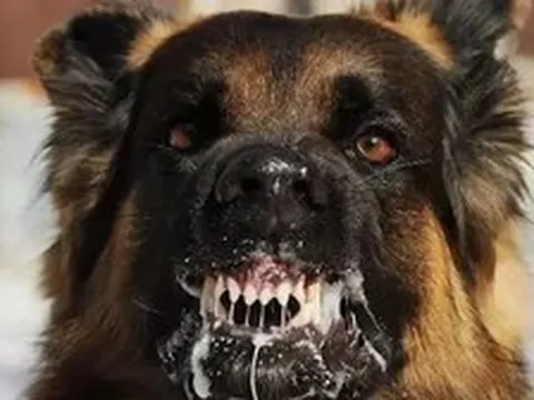Chó dại xông vào nhà cắn hai trẻ em