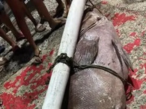 Ngư dân bắt được con cá mú khổng lồ nặng 130kg trên biển