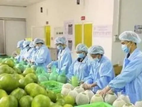 Bộ Nông nghiệp khuyến cáo 'nóng' khi Úc dừng nhập bưởi Việt Nam