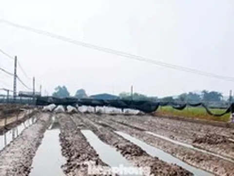 Thủ phủ hoa Hà Nội mất trắng