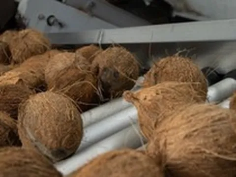 Không phải thanh long hay sầu riêng, một loại quả của Việt Nam được Mỹ tích cực săn lùng: Thu về hơn 100 triệu USD, giá hơn 50.000 đồng/quả