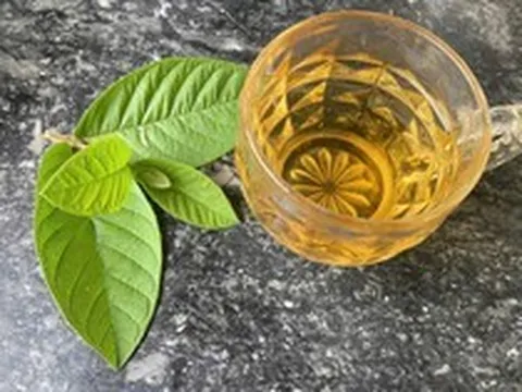 Lời khuyên dành cho tất cả những người uống nước lá ổi
