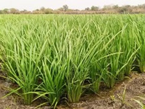 Láng giềng Việt Nam mang một giống lúa ‘thần kỳ’ sang châu Phi gây sốt: Năng suất tăng gấp 3 lần, mỗi ha thu về 8 tấn lúa
