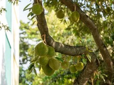 'Hàng xóm' sở hữu 15.000ha loại quả 'bán giá nào cũng lãi', đang làm một việc để cạnh tranh trực tiếp với Việt Nam