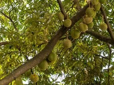 Không phải Thái Lan, một đối thủ của sầu riêng Việt Nam gặp khó chồng khó: Số cây ra hoa giảm 60%, vụ thu hoạch đứng trước nguy cơ chậm trễ