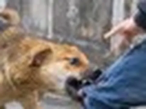 Chó dại cắn bốn người, Đắk Lắk khẩn cấp khoanh vùng ổ dịch