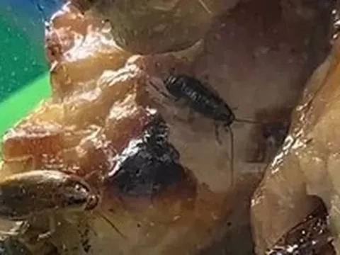 Tạm đóng cửa một quầy bán đồ ăn chợ Bến Thành vì có côn trùng bò trong thực phẩm