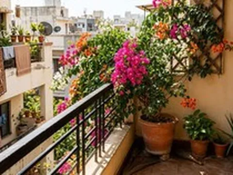Ban công hướng Tây nắng như đổ lửa, trồng cây gì để vừa sống khỏe vừa đẹp?