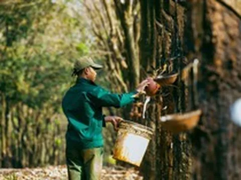 MXV – SGX tăng cường kết nối, mở thêm cơ hội tiếp cận thị trường hàng hóa quốc tế