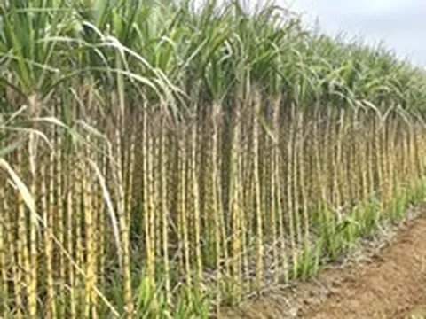 Bất ngờ với cách người Việt "đóng băng" cây mía, trở thành mặt hàng được săn đón tại Mỹ và Hàn