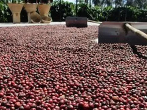 Cà phê, ca cao đồng loạt tăng giá