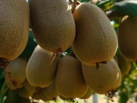 Đắt hơn sầu riêng, ‘siêu trái cây’ bất ngờ rớt giá: Sản lượng tăng 30%, sắp đổ bộ Việt Nam