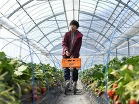 Loại quả bán đầy chợ Việt được Nhật Bản phù phép thành 'kim cương': giá hơn 8 triệu đồng/quả, chuyên quà biếu tặng, mất tới 13 năm để tạo ra