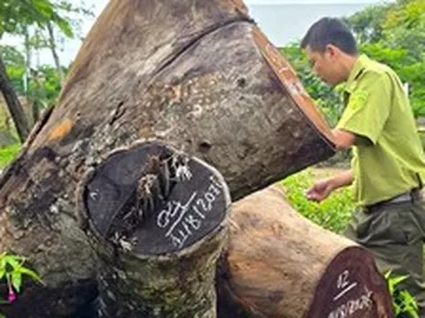 Kiểm điểm vụ hàng cây xà cừ bị cưa hạ bất thường