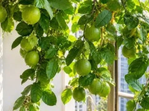 Tin vui cho những người đang trồng cây chanh