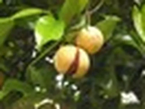 Một loại gia vị đắt thứ 3 thế giới nhưng Việt Nam có rất nhiều: Trồng trên 3 năm mới được thu hoạch, các cường quốc liên tục săn lùng