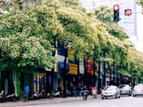 Hà Nội đề xuất phương án di dời một số cây hoa sữa tới vị trí phù hợp